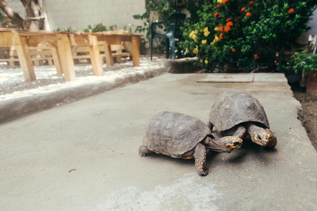 La Tortuga Hostel Taganga Zewnętrze zdjęcie